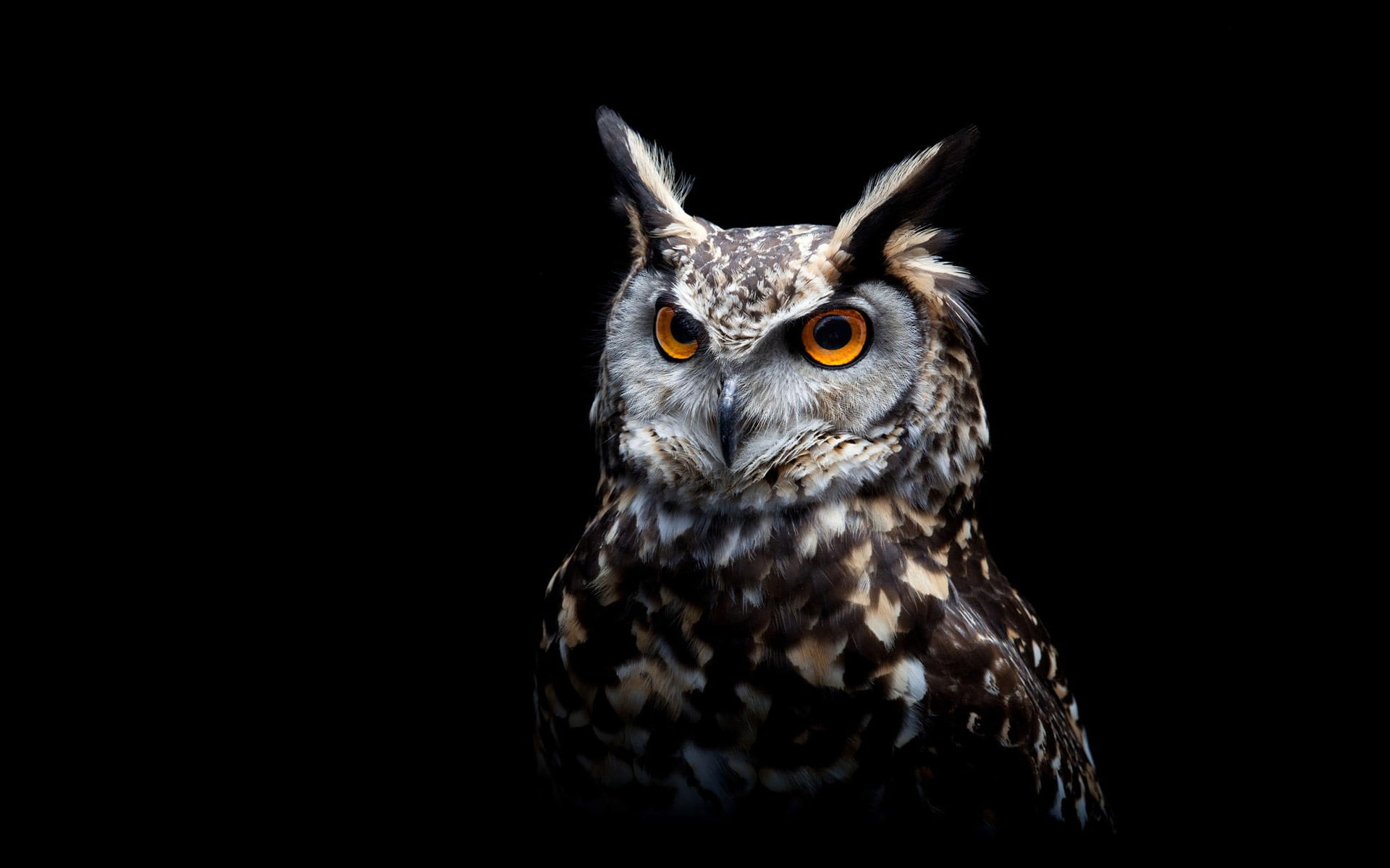 Wallpaper Owl, Black Background