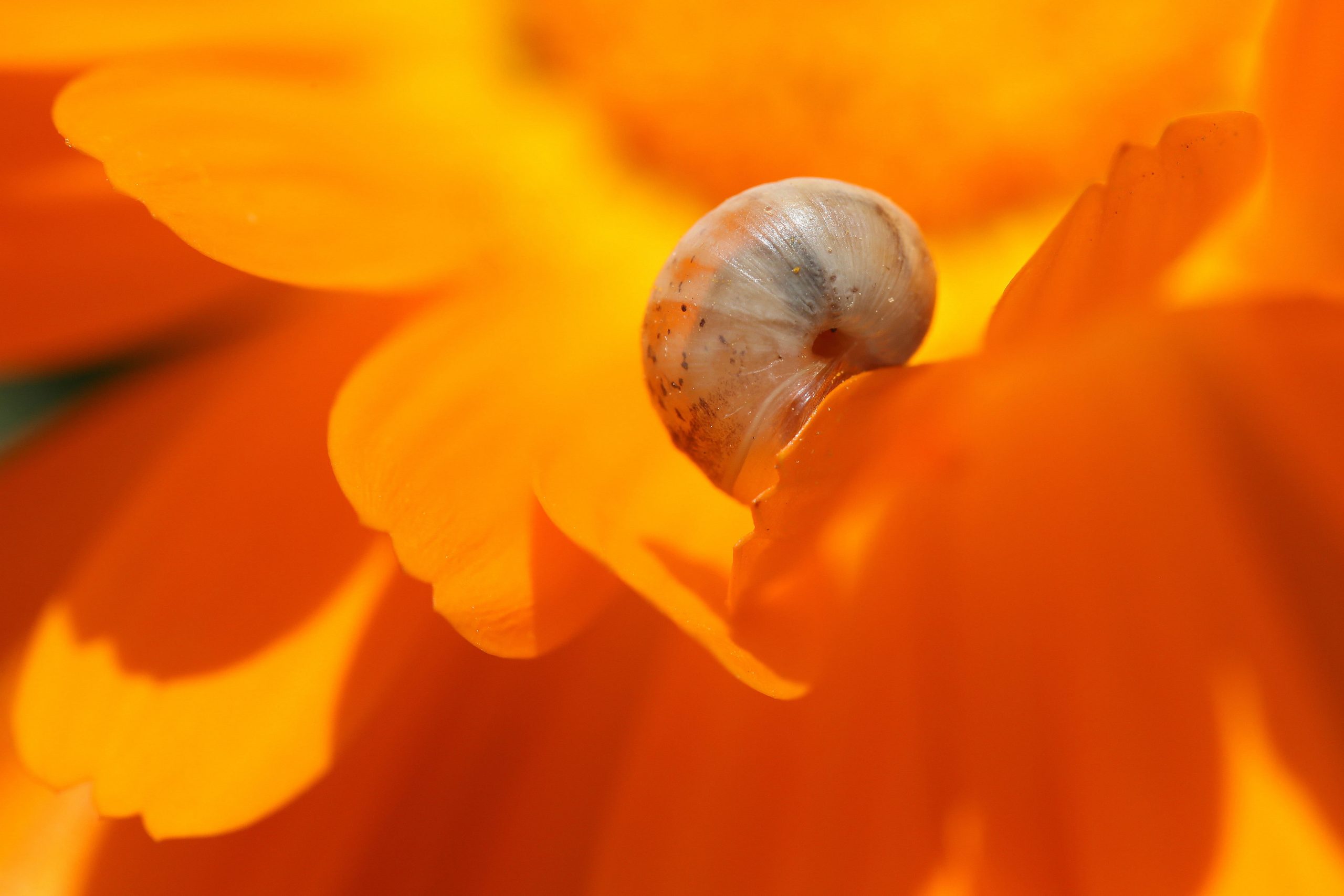 Wallpaper Snail On Orange Petal Flower Macro