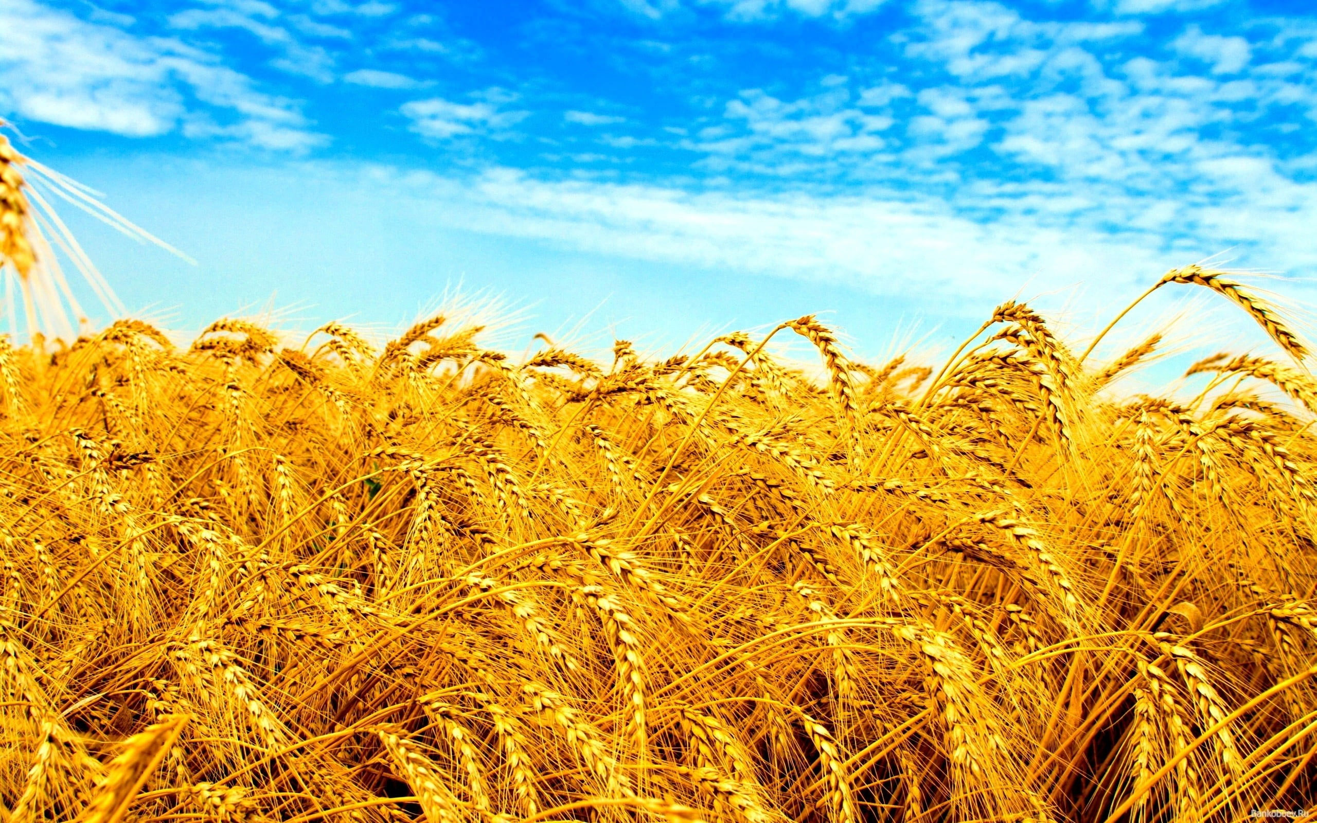 Ukraine Wallpaper Rice Wreath Field, Ukraine, Wheat