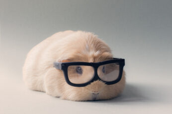 Wallpaper Animal, Guinea Pig, Cute, Glasses