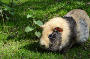 Wallpaper Brown And Black Guinea Pig, Rodent