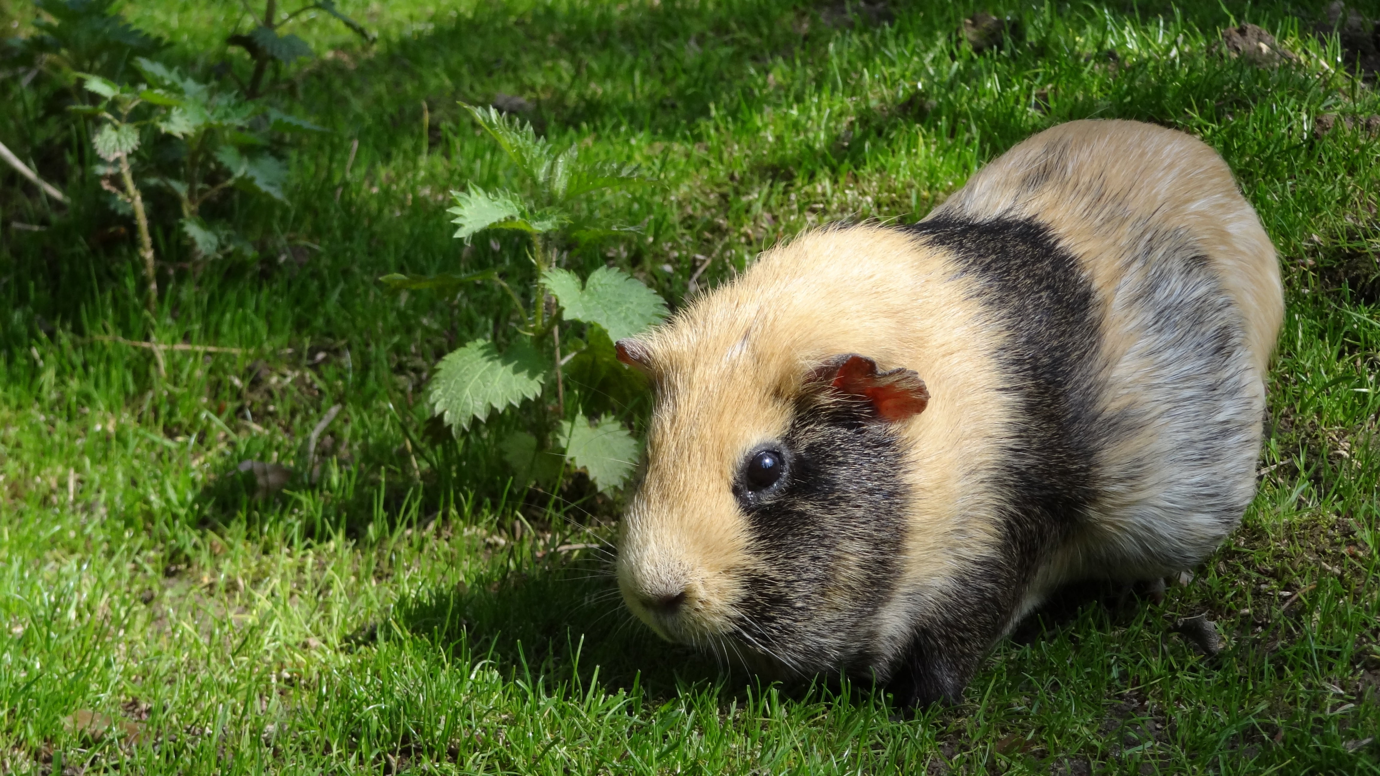 Wallpaper Brown And Black Guinea Pig, Rodent, Guinea Pig, Animal