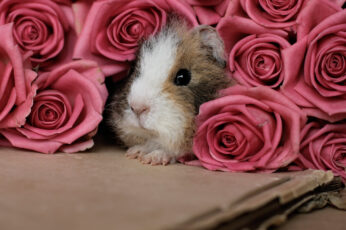 Wallpaper Brown And White Guinea Pig, Pink
