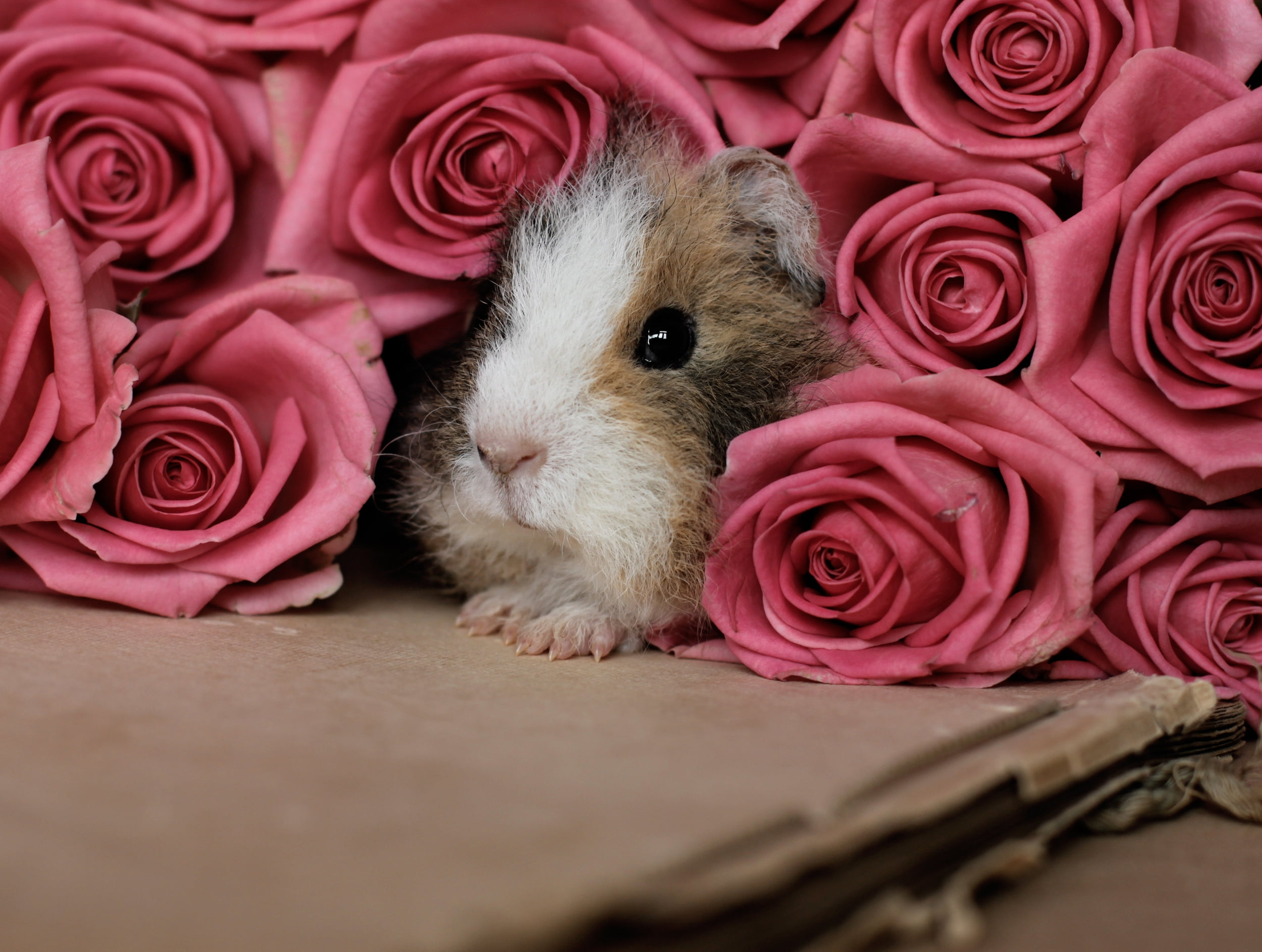 Wallpaper Brown And White Guinea Pig, Pink