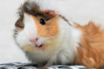 Wallpaper Brown And White Guinea Pig, Spotted