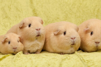 Wallpaper Four Brown Guinea Pigs, Many, Sit