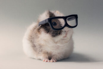 Wallpaper Gray And White Hamster And Black Frame