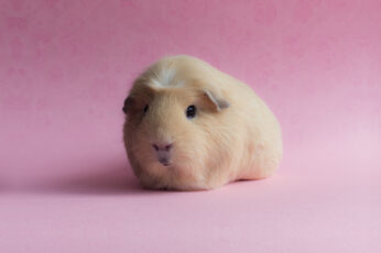 Wallpaper Guinea Pig, Funny Animals, Pink