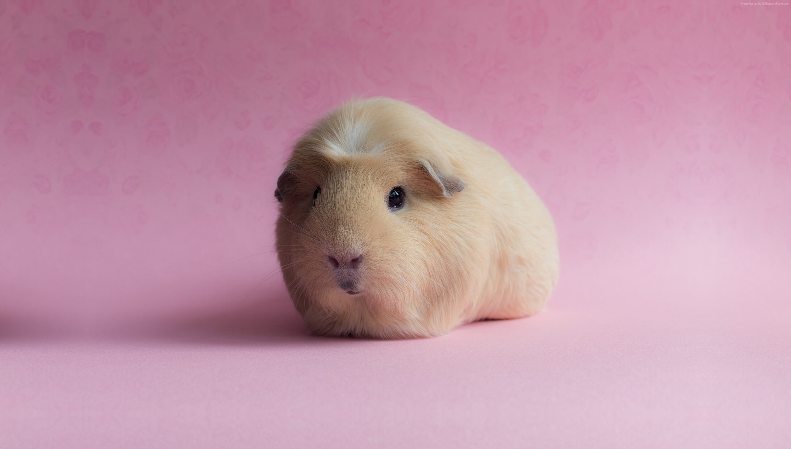 Wallpaper Guinea Pig, Funny Animals, Pink