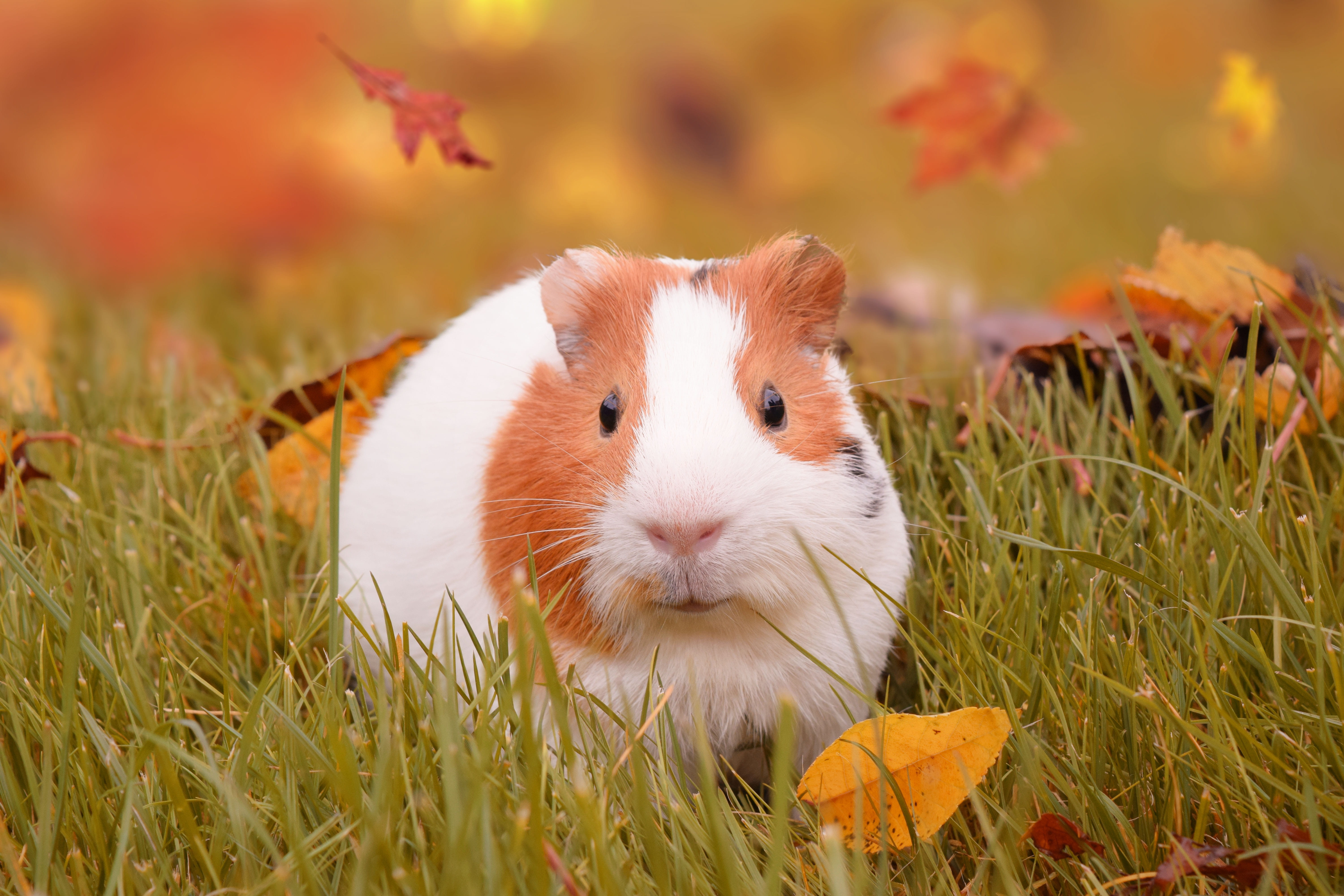 Wallpaper Hamster On Green Grass Field, Autumn, Guinea Pig, Animal