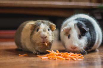 Wallpaper Two Guinea Pigs Eating Cheese, Plant