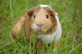 Wallpaper White And Brown Guinea Pig, Rodent