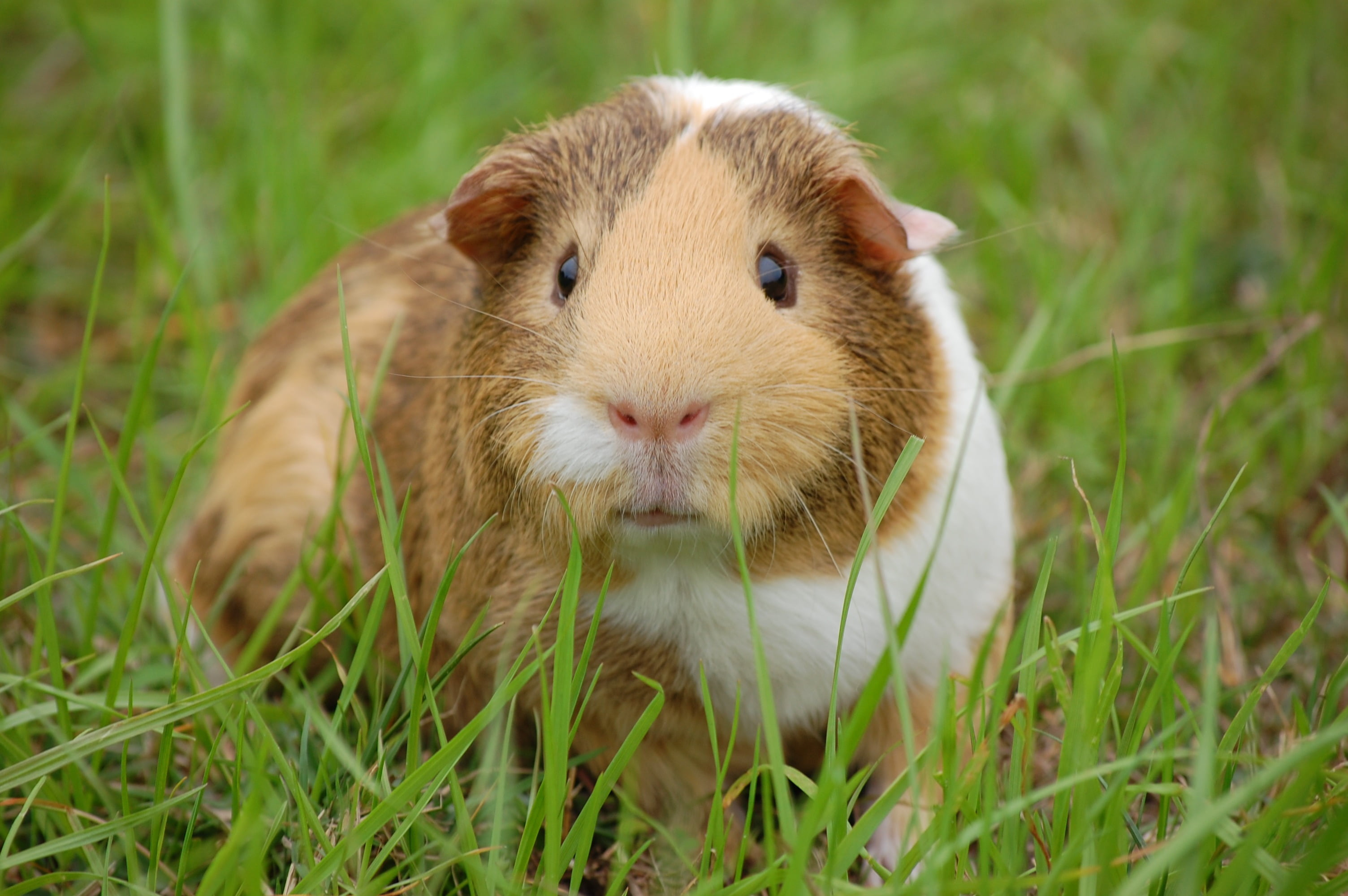 Wallpaper White And Brown Guinea Pig, Rodent, Guinea Pig, Animal