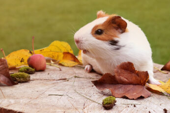 Wallpaper White And Brown Hamster, Rodent