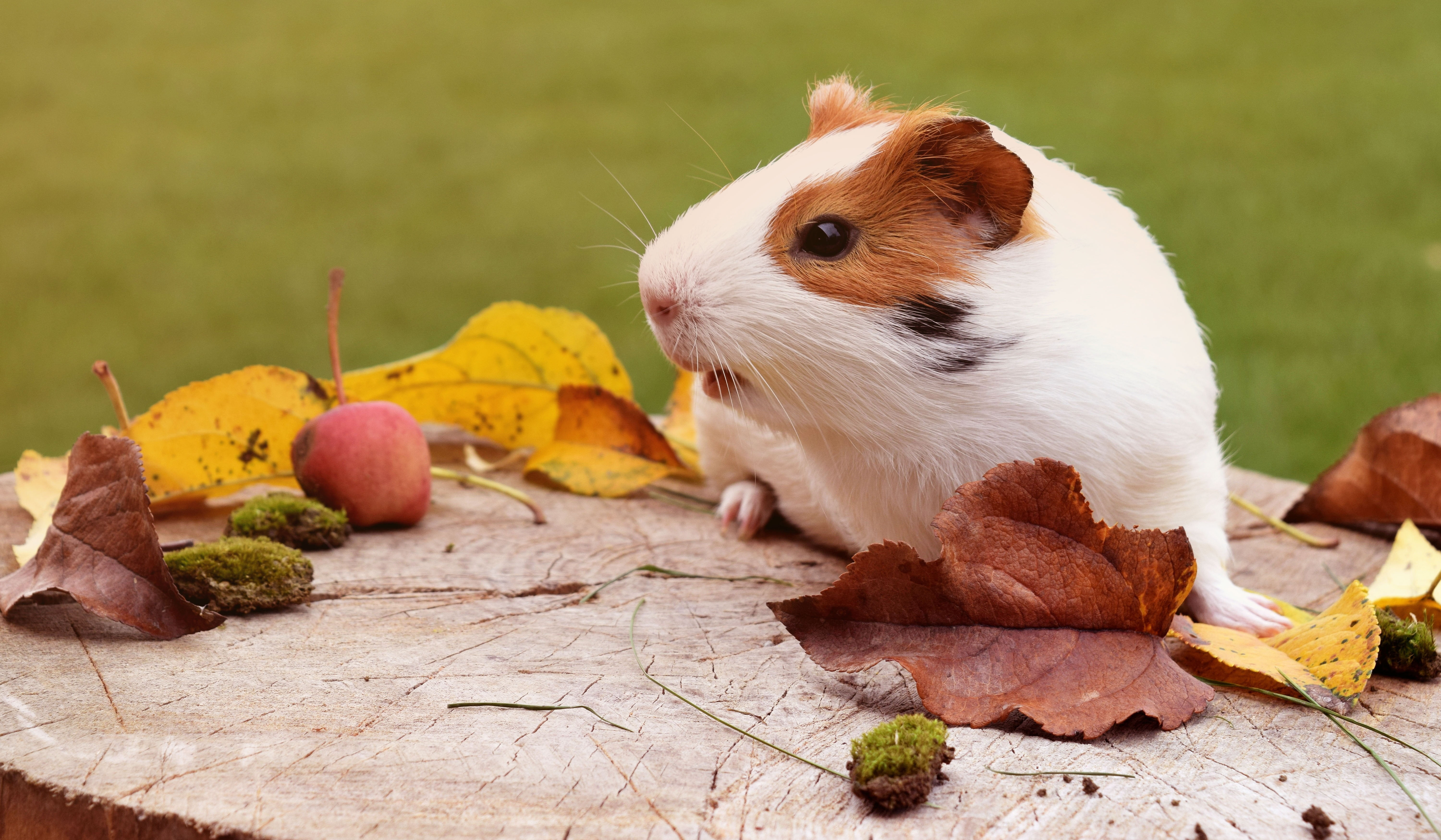 Wallpaper White And Brown Hamster, Rodent, Guinea Pig, Animal