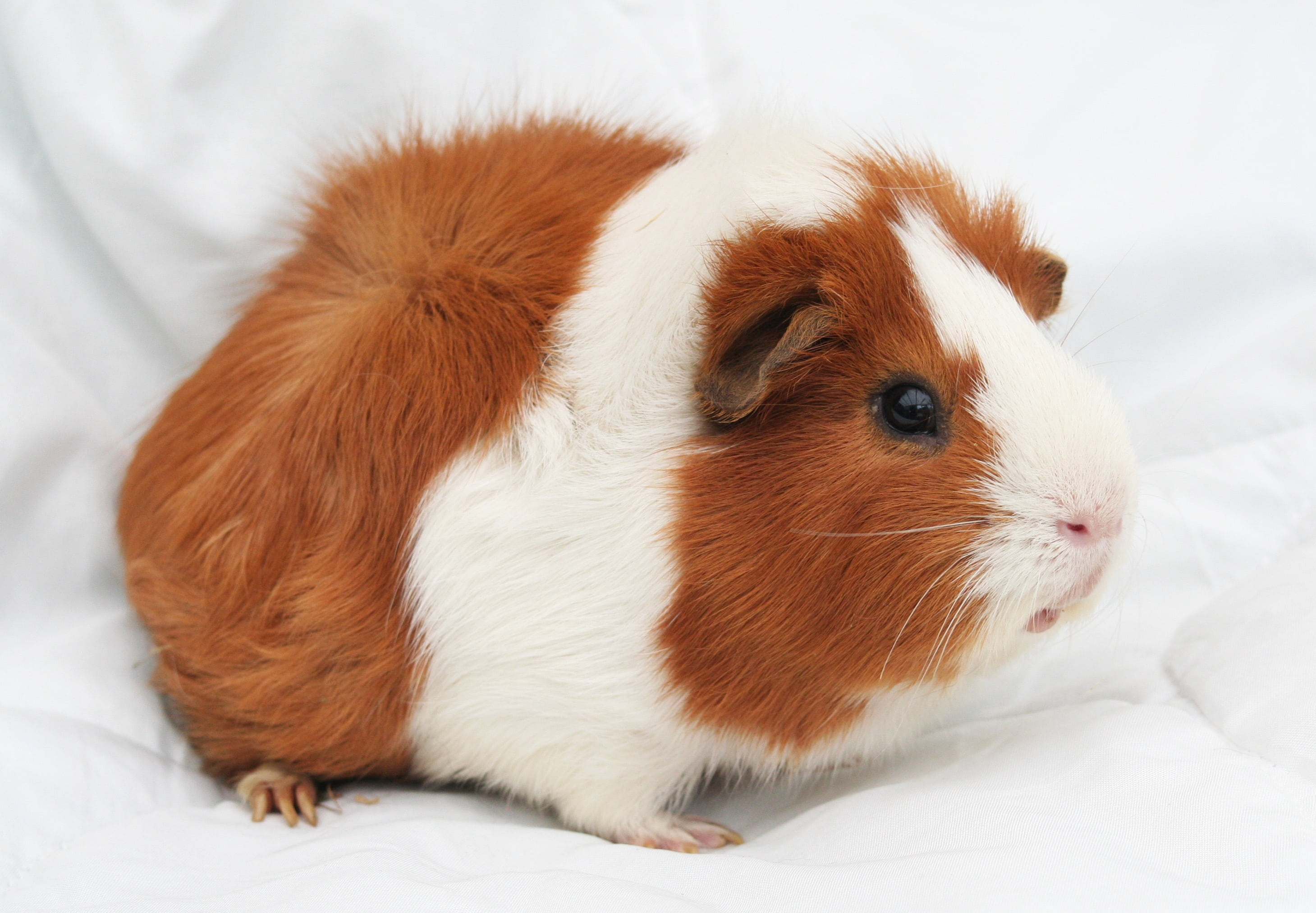 Wallpaper White And Brown Rodent, Guinea Pig, Animal