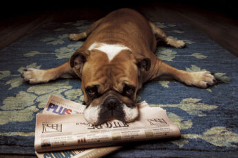 Wallpaper Animals, Dog, Newspapers, One Animal