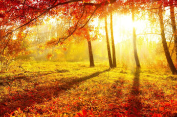 Wallpaper Beautiful Autumn, Forest, Trees, Red