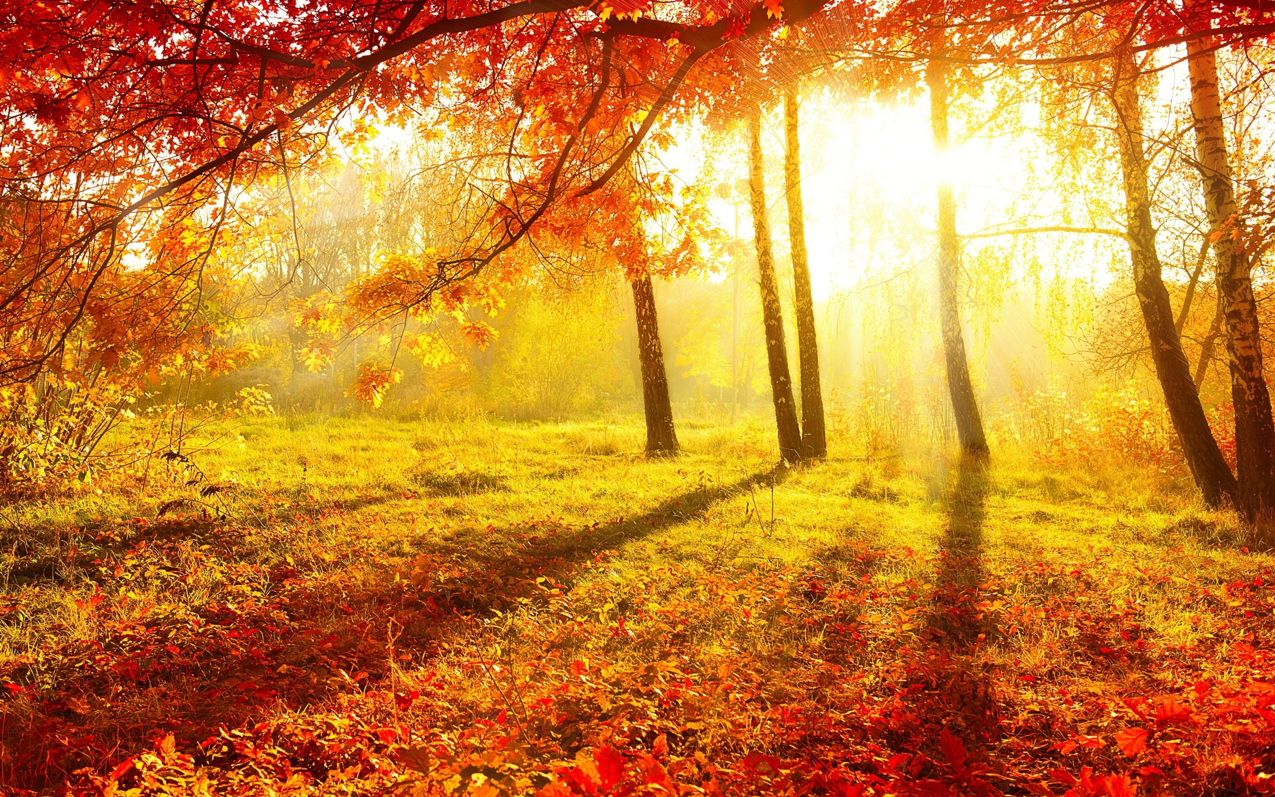 Wallpaper Beautiful Autumn, Forest, Trees, Red, Autumn 2022 Wallpaper, Nature