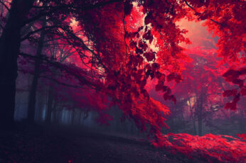 Wallpaper Black And Red Trees, Sun Rays