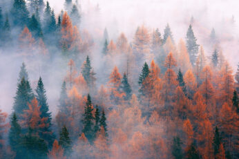 Wallpaper Forest, Trees, Fog, Autumn