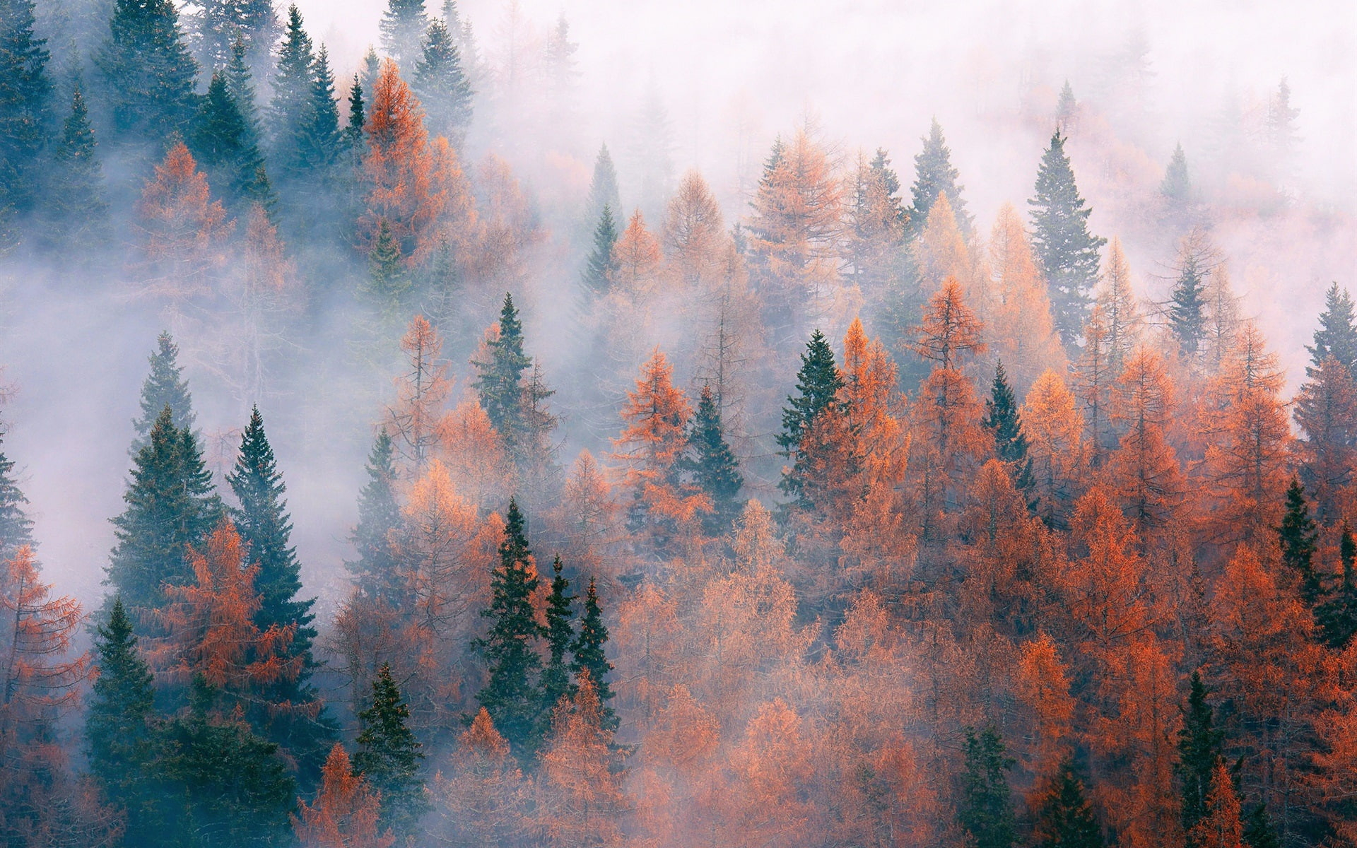 Wallpaper Forest, Trees, Fog, Autumn