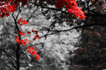 Wallpaper Pink Leafed Tree, Selective Photograph