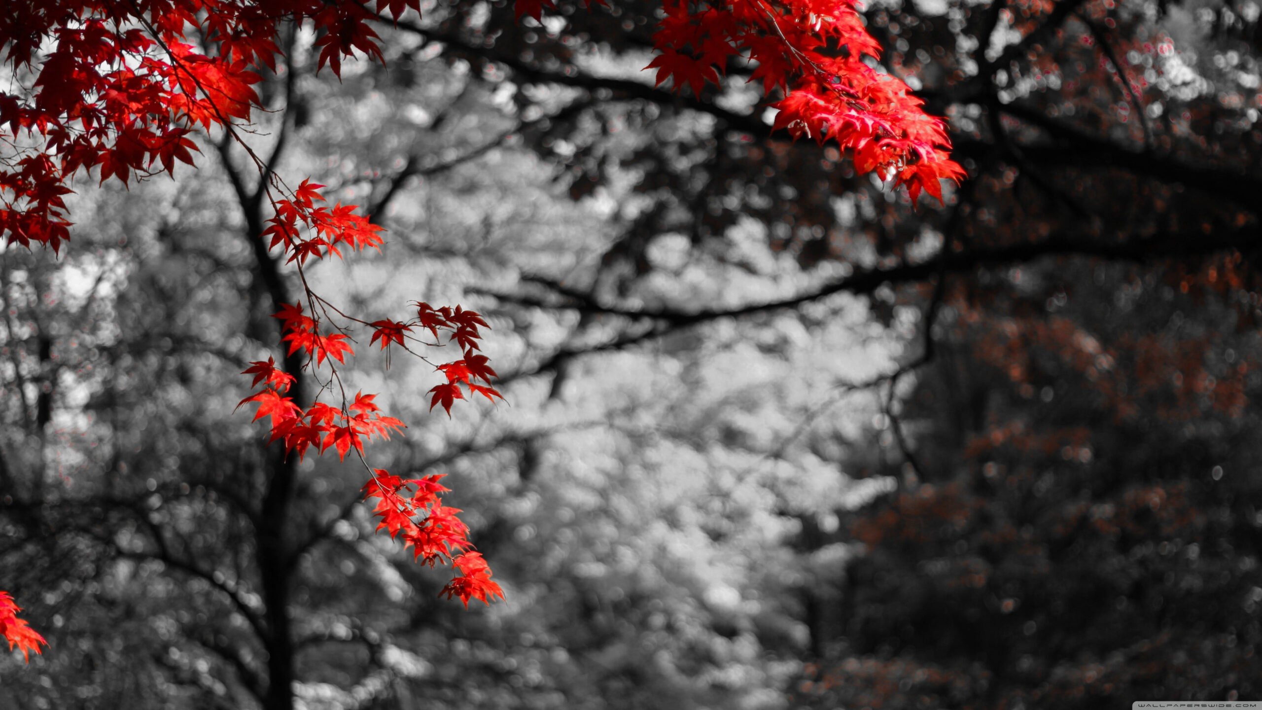 Wallpaper Pink Leafed Tree, Selective Photograph