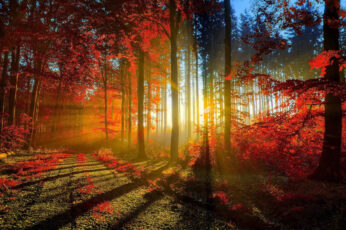 Wallpaper Red Forest, Photography Of Autumn