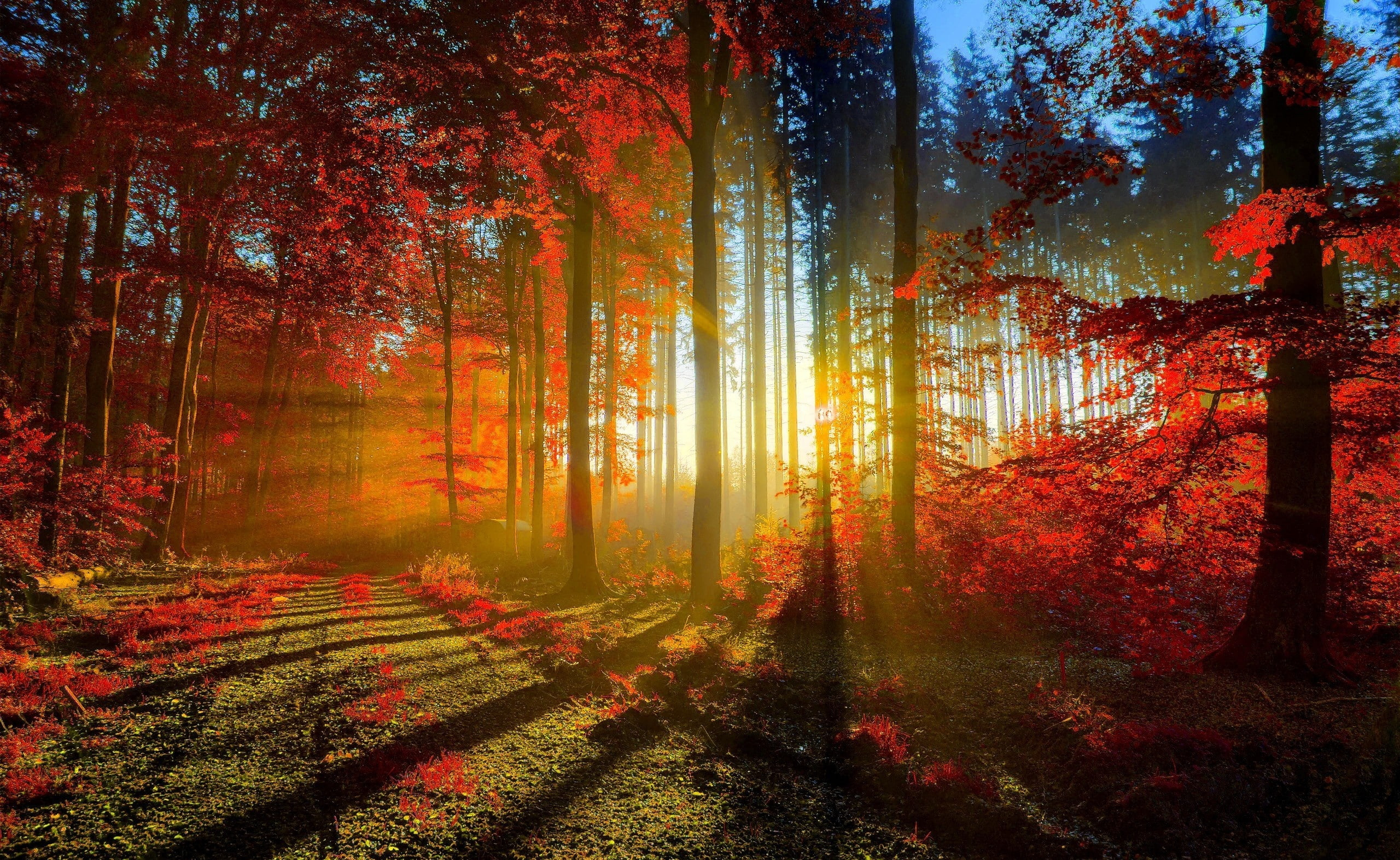 Wallpaper Red Forest, Photography Of Autumn, Autumn 2022 Wallpaper, Nature