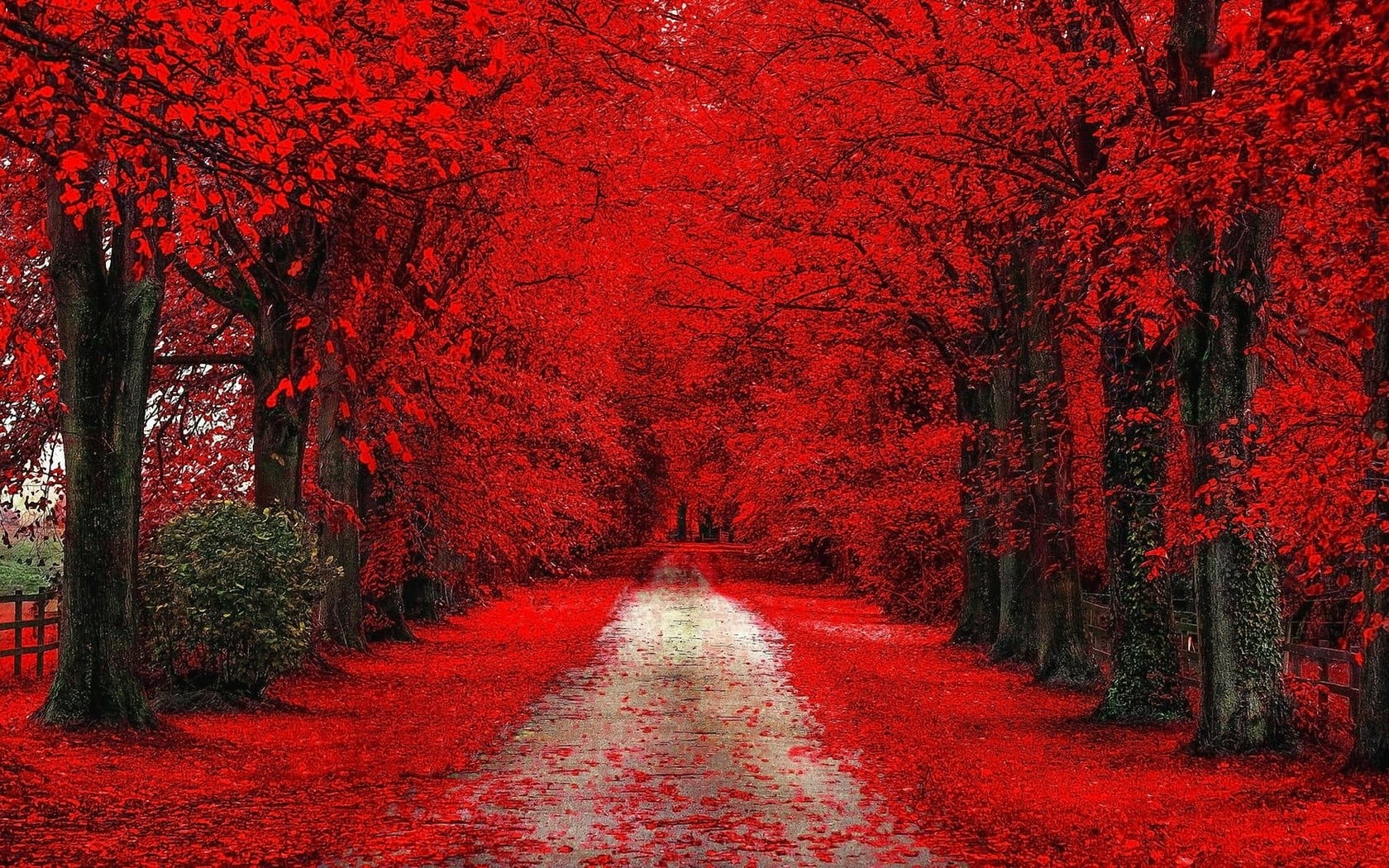 Wallpaper Red Trees, Red Cherry Blossom, Path