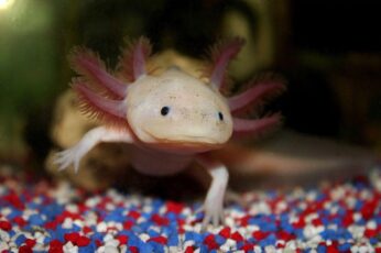 Axolotl 1080p Wallpaper