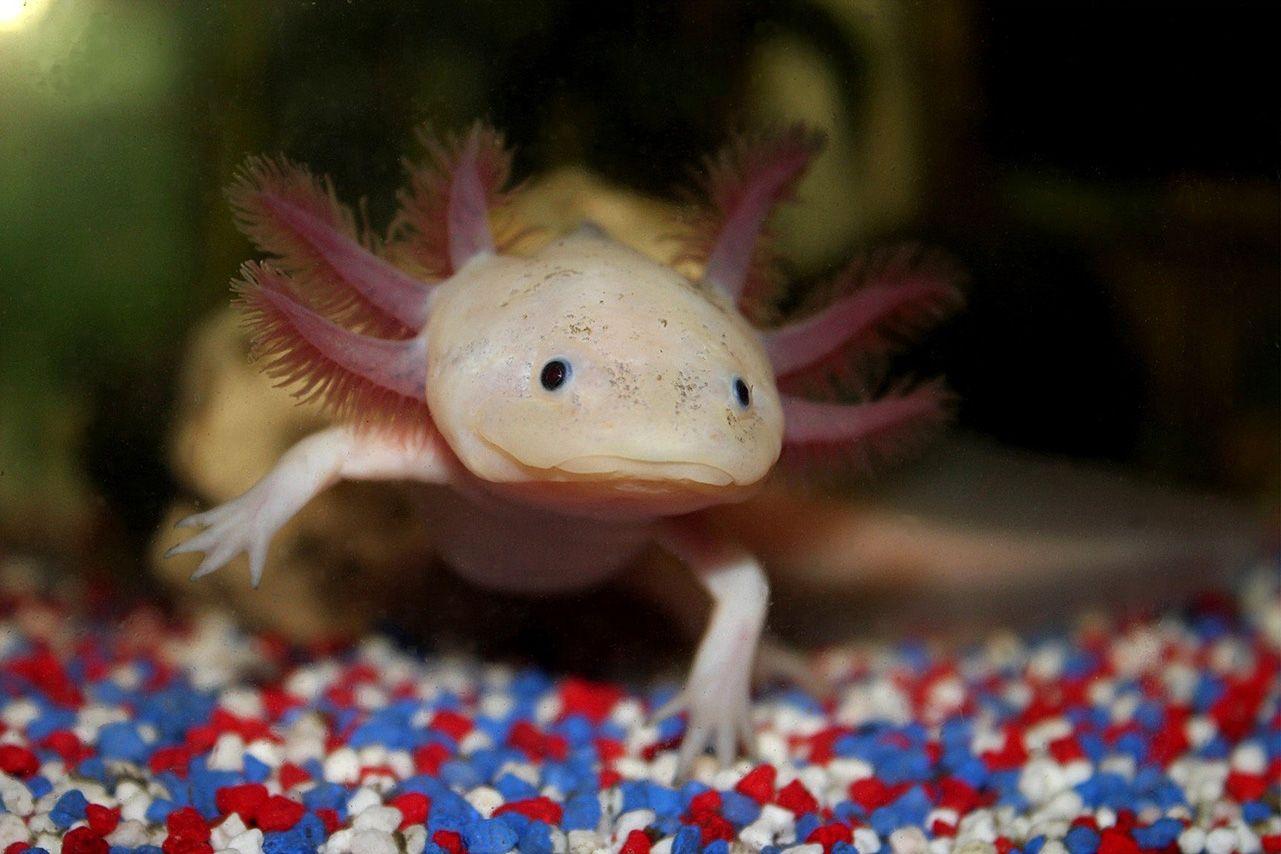 Axolotl 1080p Wallpaper, Amphibians Wallpapers, Animal