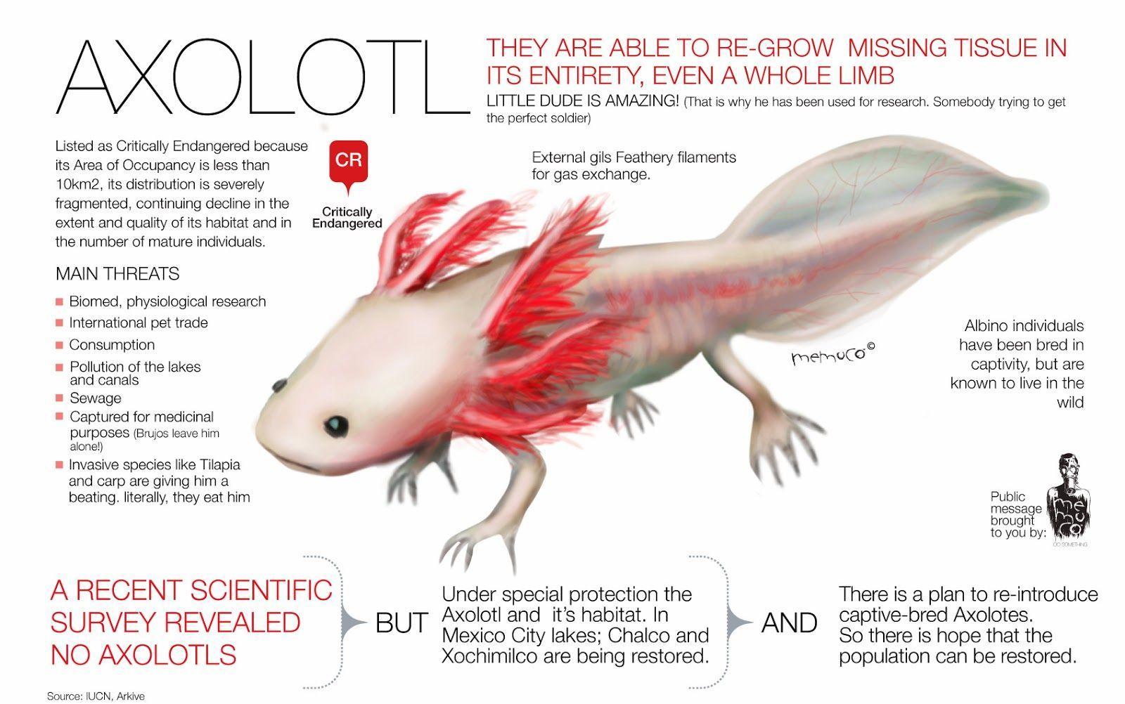 Axolotl Desktop Wallpaper Full Screen, Amphibians Wallpapers, Animal