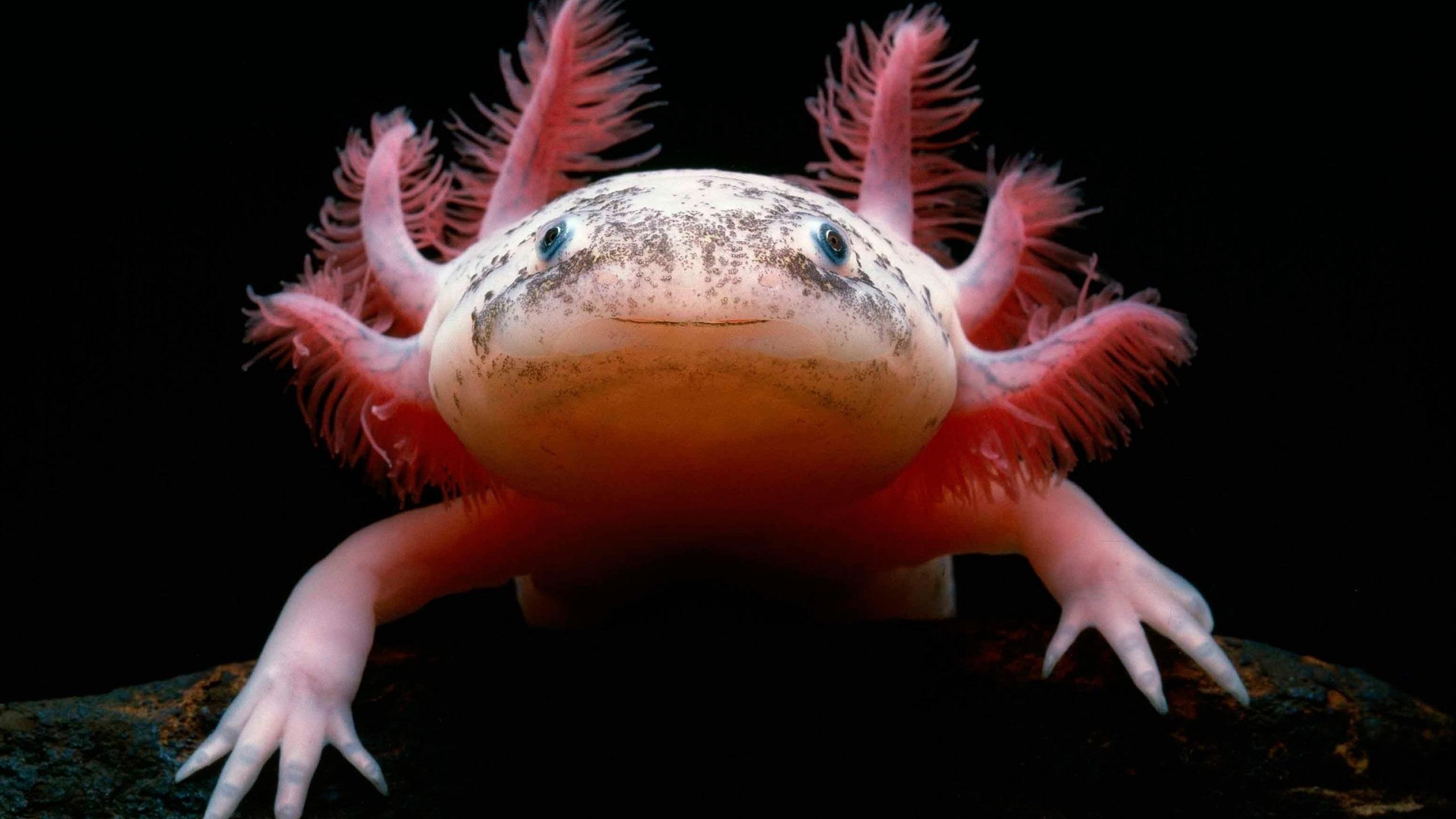 Axolotl Desktop Wallpaper, Amphibians Wallpapers, Animal