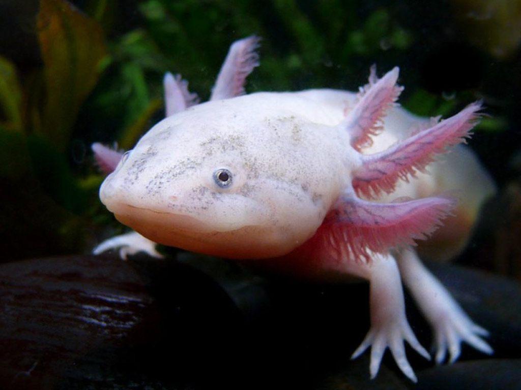 Axolotl Full Hd Wallpaper 4k, Amphibians Wallpapers, Animal