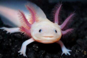 Axolotl Hd Wallpapers For Pc