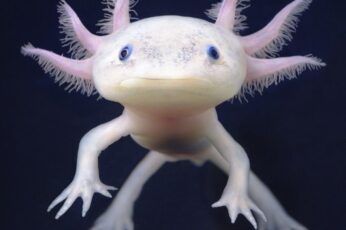 Axolotl High Resolution Desktop Wallpaper