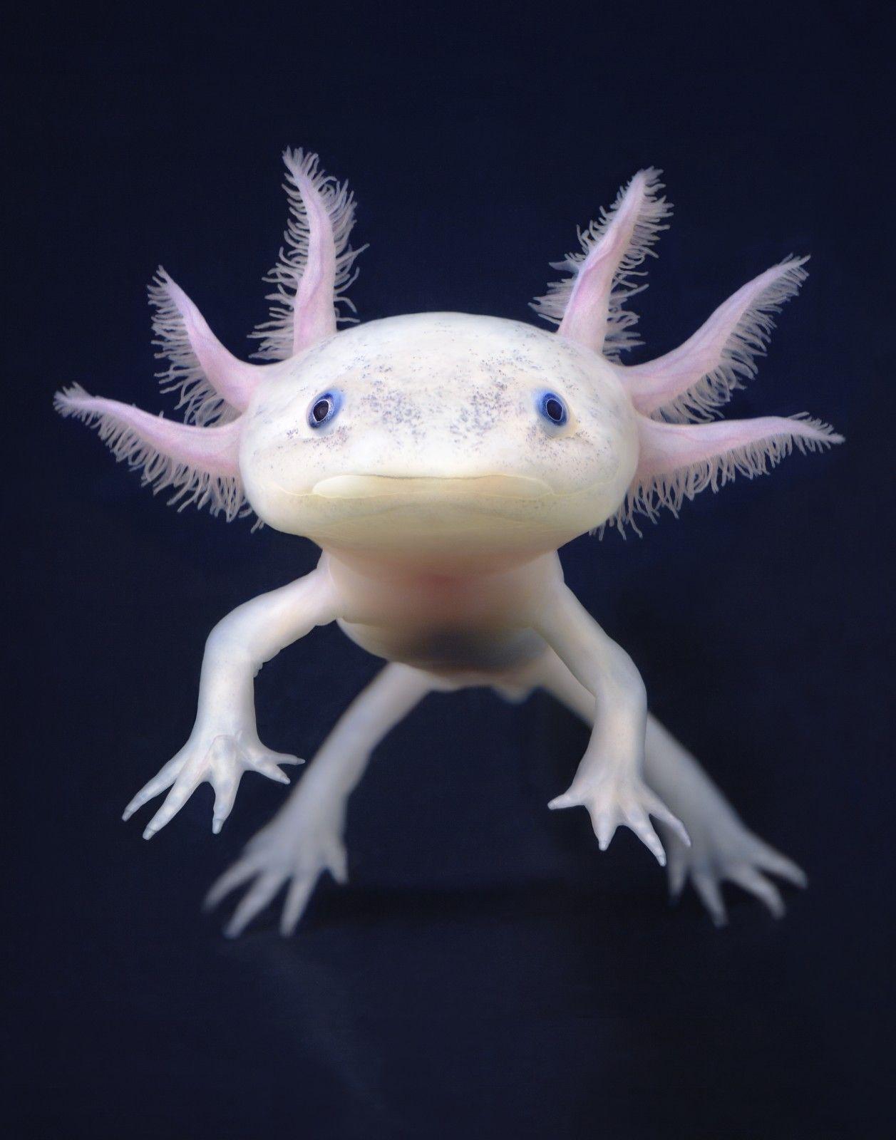 Axolotl High Resolution Desktop Wallpaper, Amphibians Wallpapers, Animal