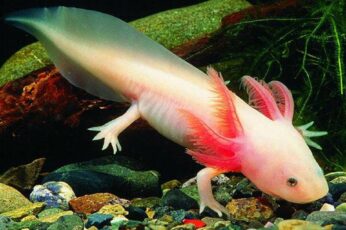 Axolotl Wallpapers For Free