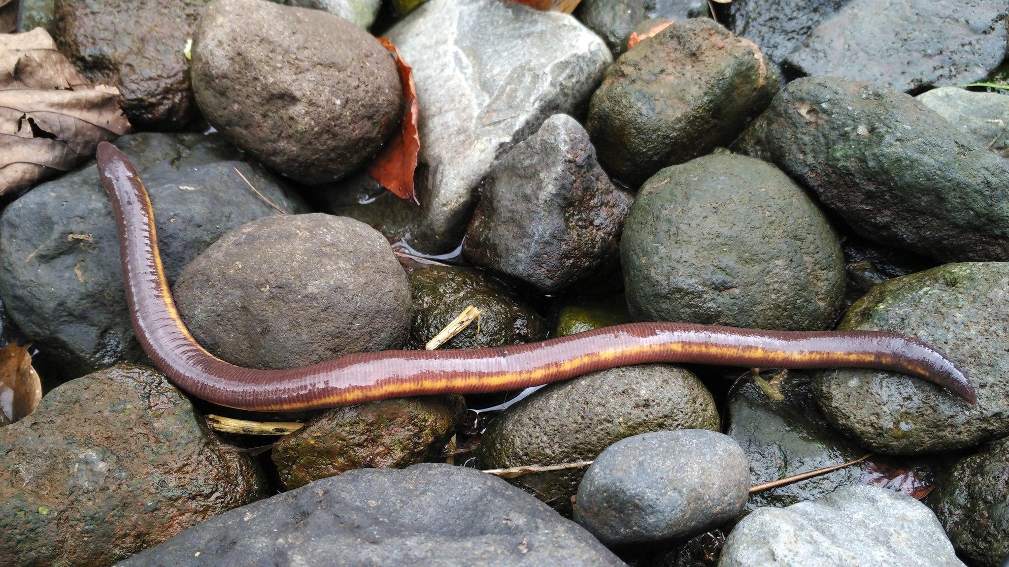 Caecilians Wallpaper For Ipad, Amphibians Wallpapers, Animal
