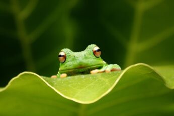 Frog 1080p Wallpaper