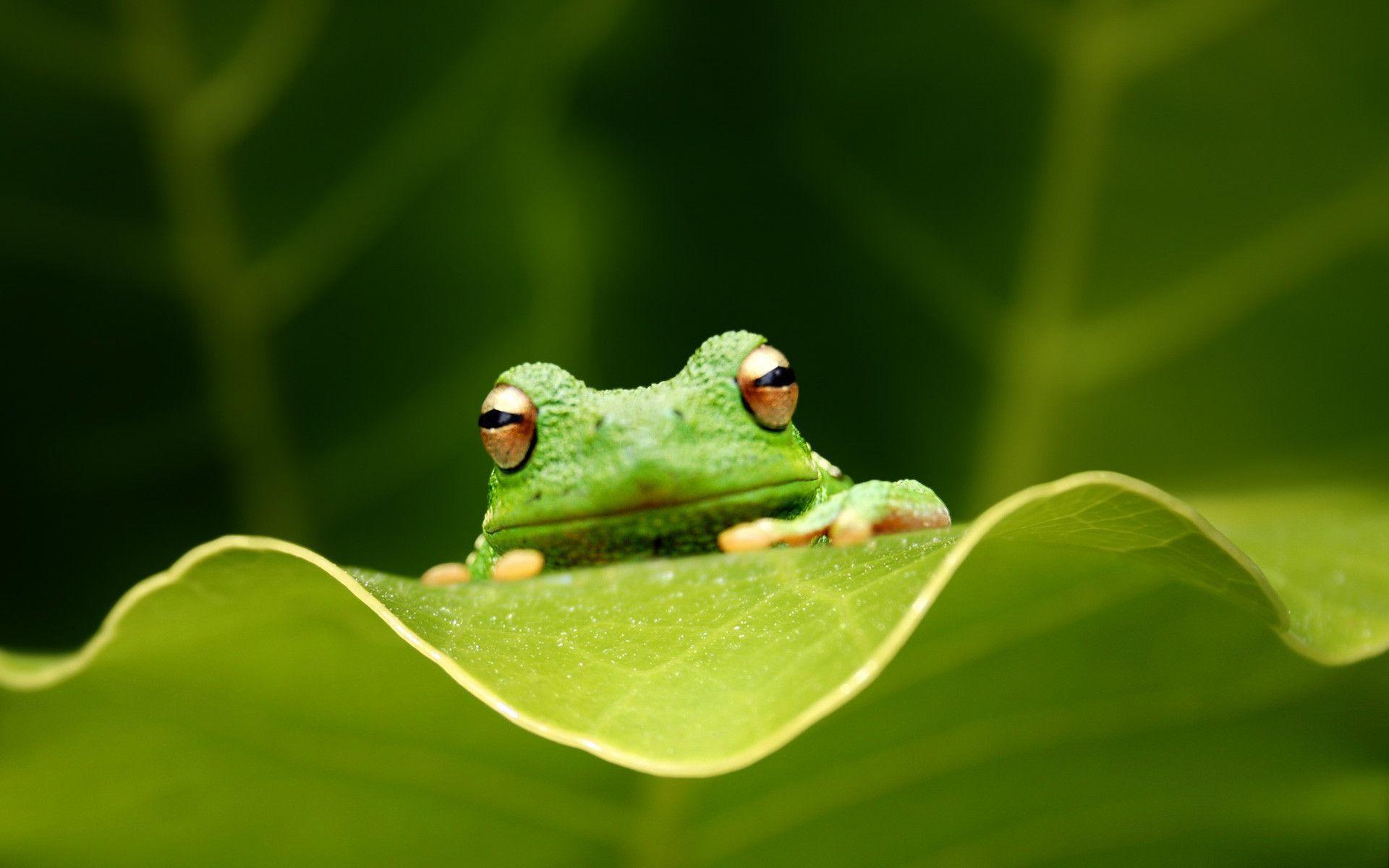 Frog 1080p Wallpaper, Amphibians Wallpapers, Animal