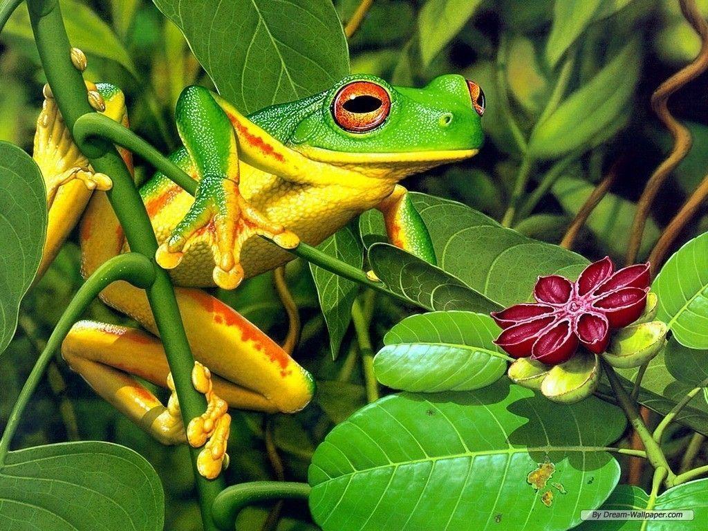 Frog 4k Wallpaper Download For Pc, Amphibians Wallpapers, Animal