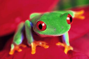 Frog 4k Wallpapers