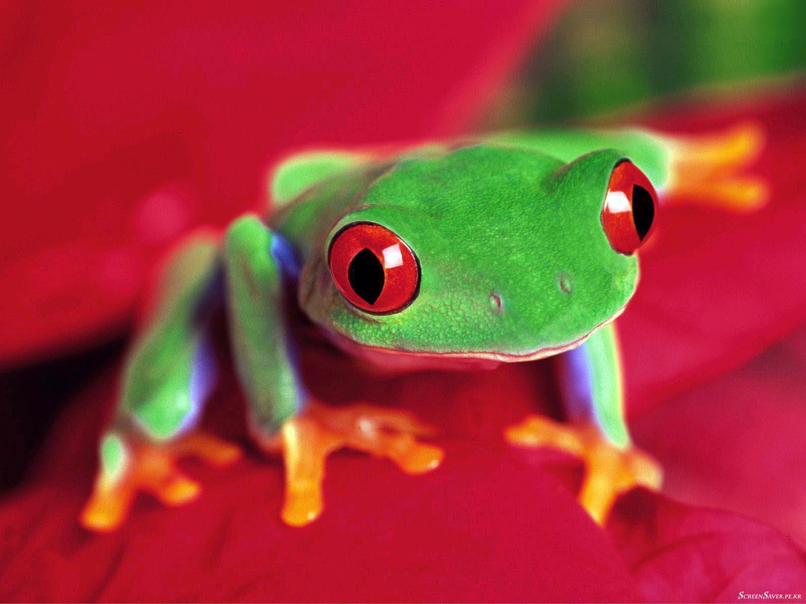 Frog 4k Wallpapers - Wallpaperforu