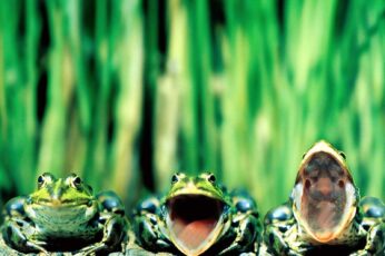 Frog Best Wallpaper Hd For Pc