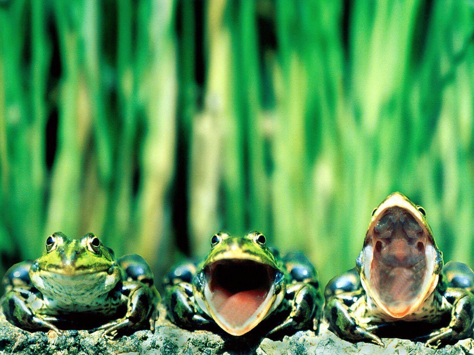 Frog Best Wallpaper Hd For Pc, Amphibians Wallpapers, Animal