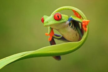 Frog Desktop Wallpaper