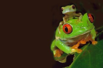 Frog Desktop Wallpaper 4k Download